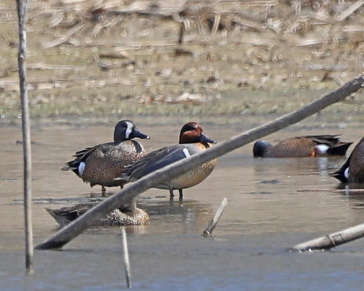 Green-winged Teal - ML616723812