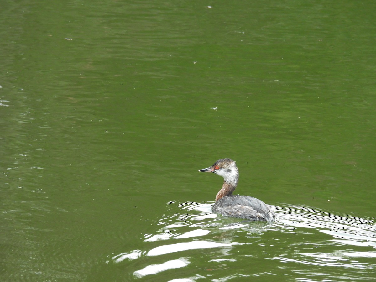 Horned Grebe - ML616723814