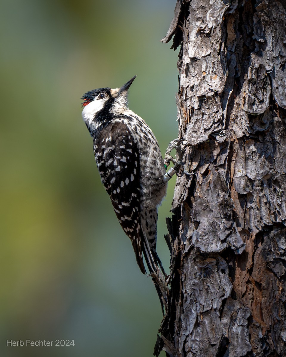 Red-cockaded Woodpecker - ML616723820