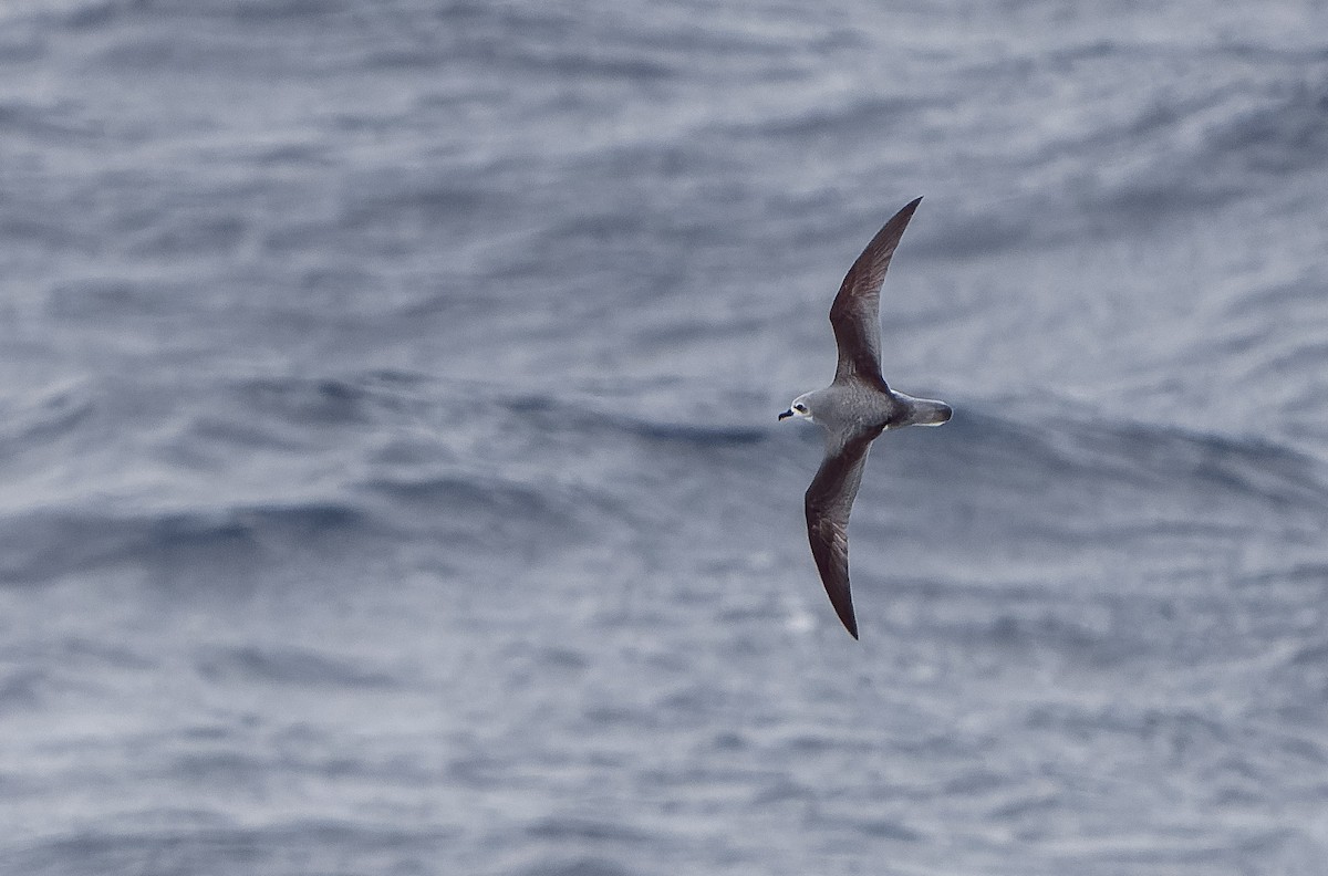 Cook's Petrel - ML616723829