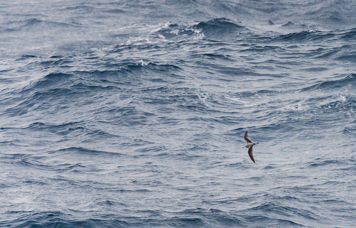 Cook's Petrel - ML616723830