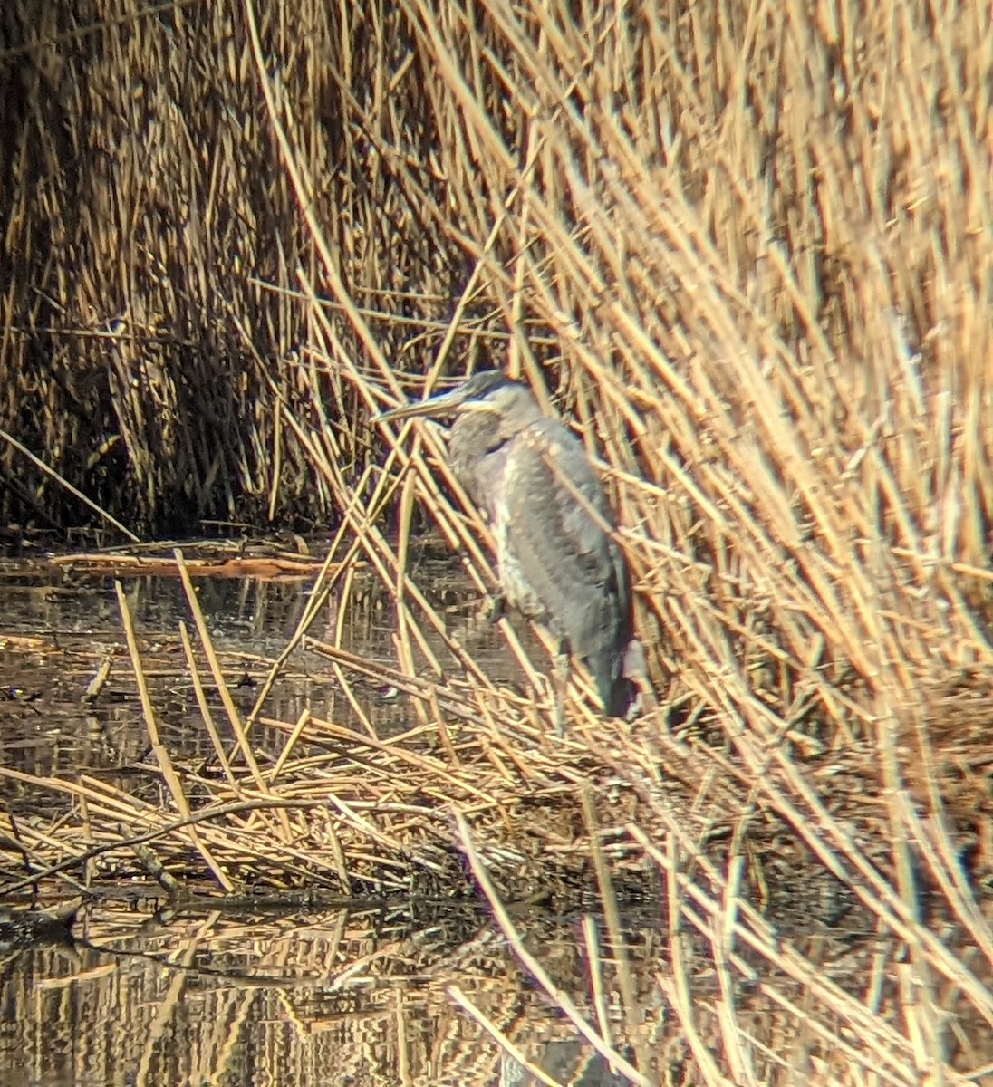 Great Blue Heron - ML616723839