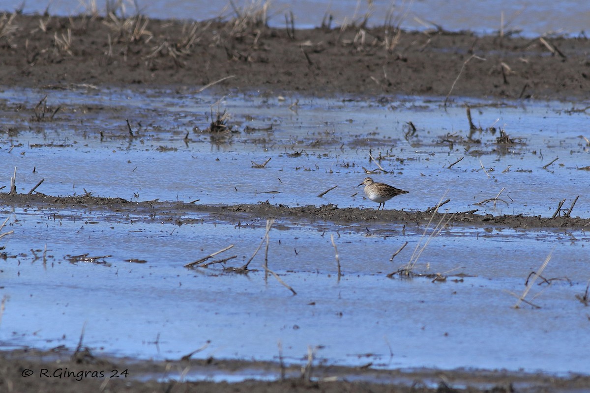 Pectoral Sandpiper - ML616723857