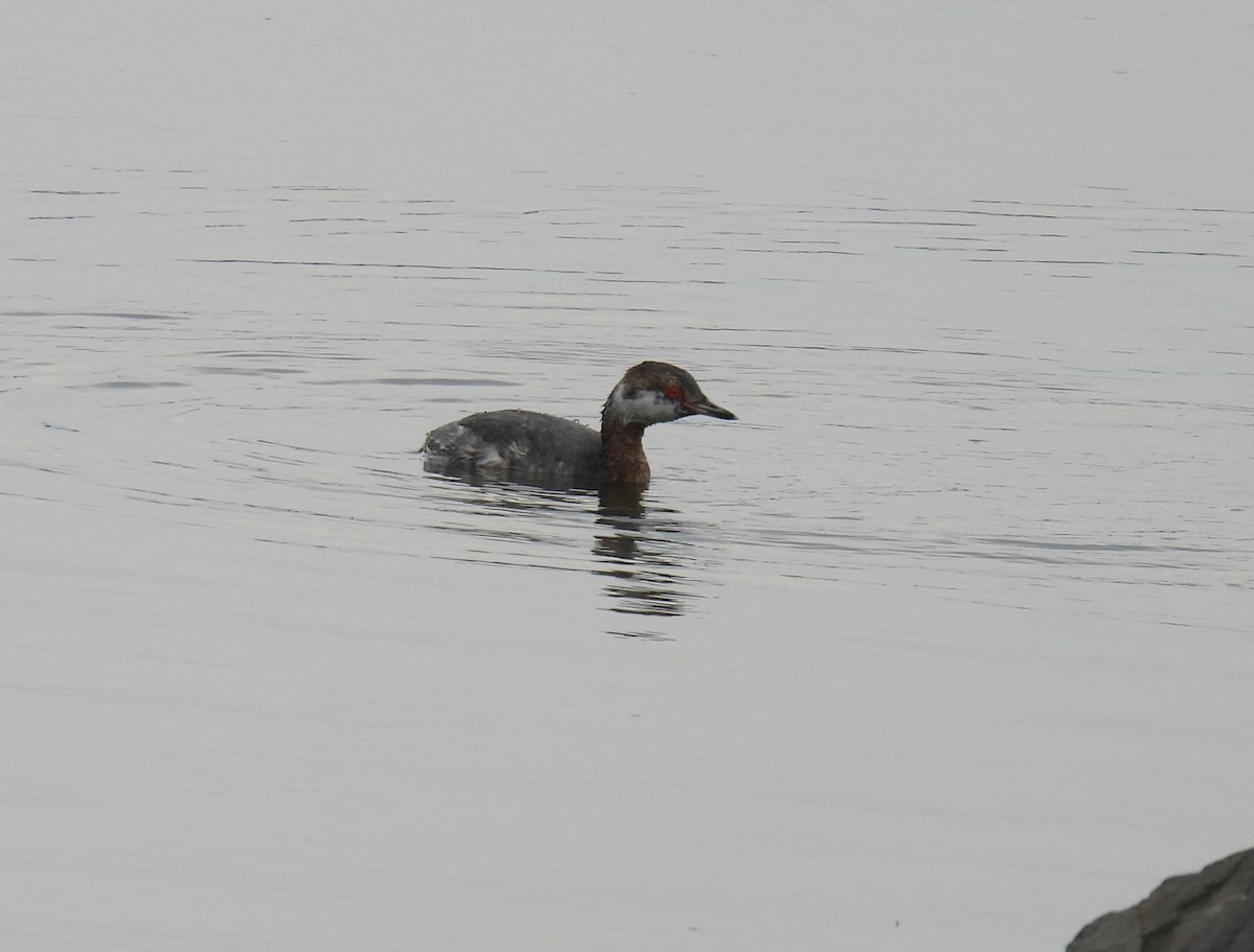 Horned Grebe - ML616723859