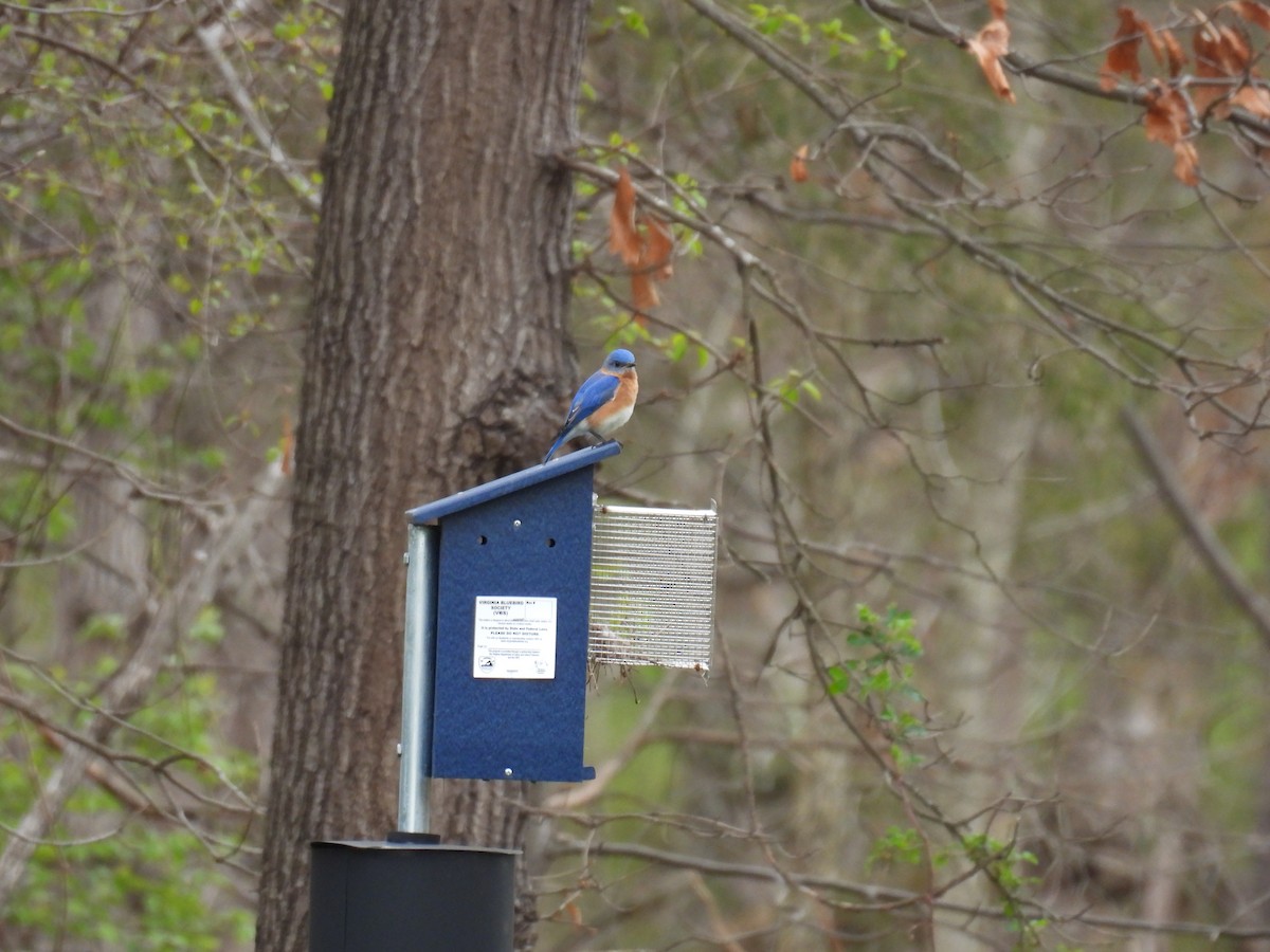 Eastern Bluebird - Cynthia Nickerson