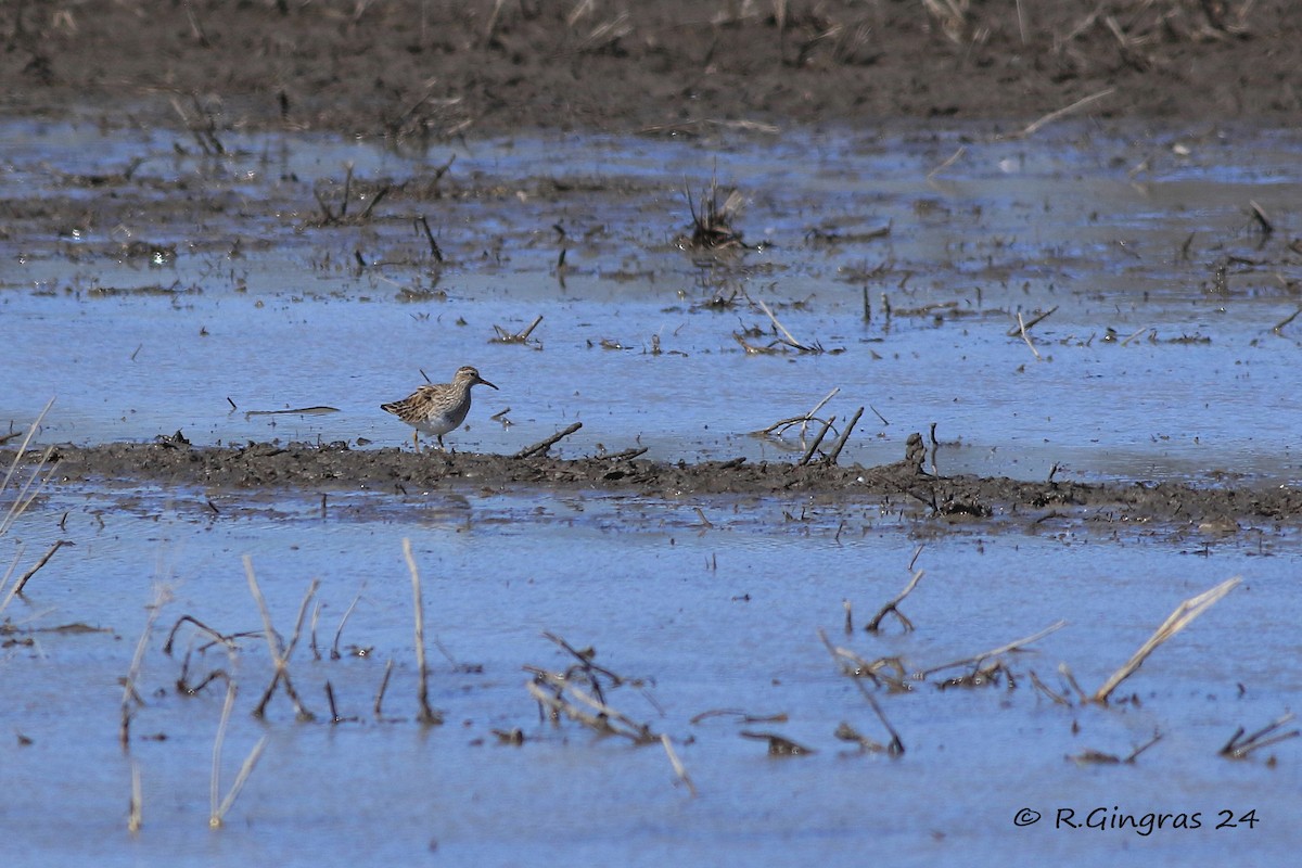 Pectoral Sandpiper - ML616723881