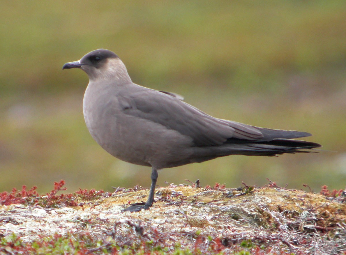 Parasitic Jaeger - Delfin Gonzalez