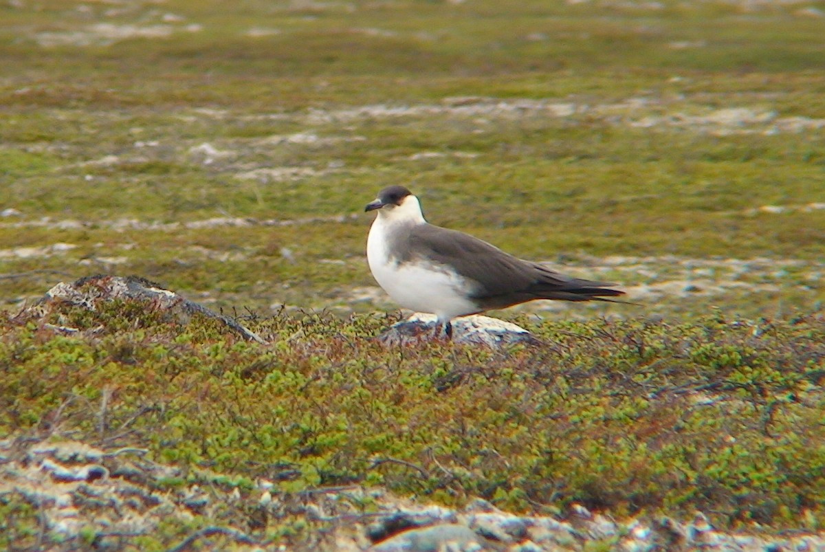 Parasitic Jaeger - Delfin Gonzalez