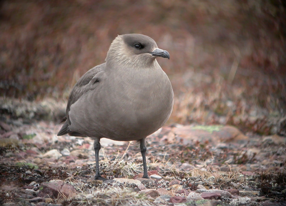 Parasitic Jaeger - Delfin Gonzalez