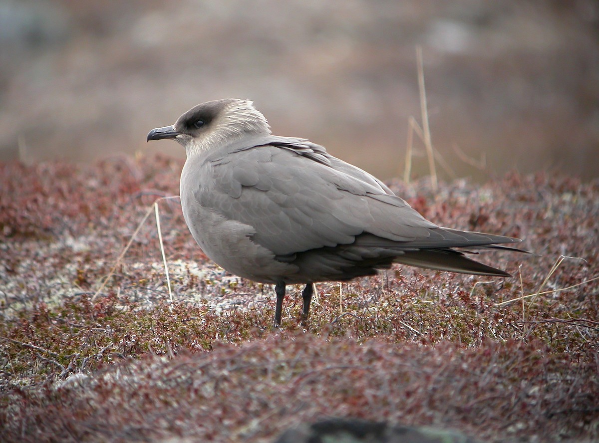 Parasitic Jaeger - Delfin Gonzalez