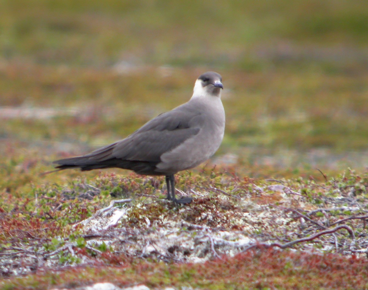 Parasitic Jaeger - Delfin Gonzalez