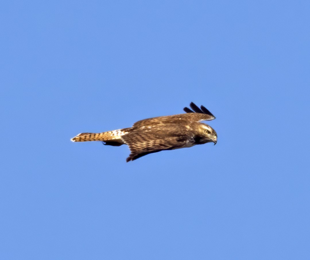 Red-tailed Hawk (abieticola) - ML616723903