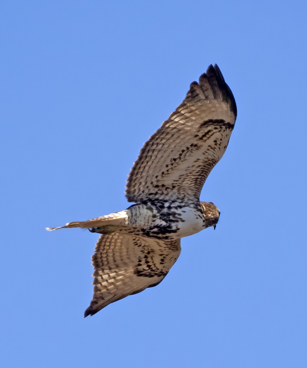 Red-tailed Hawk (abieticola) - ML616723904