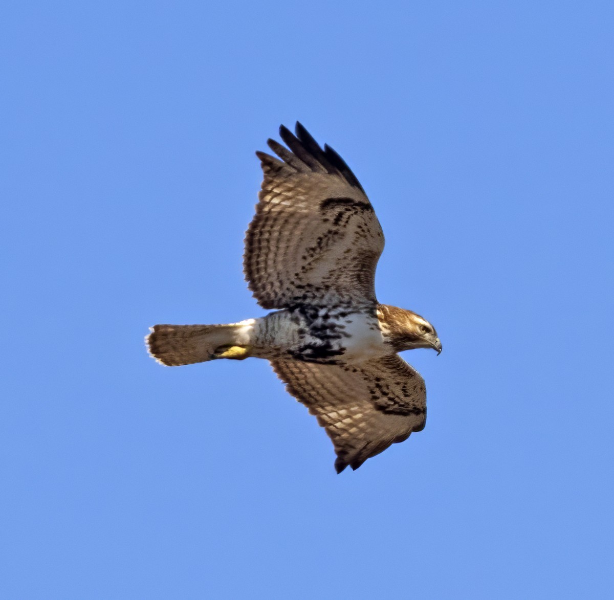 Red-tailed Hawk (abieticola) - ML616723905