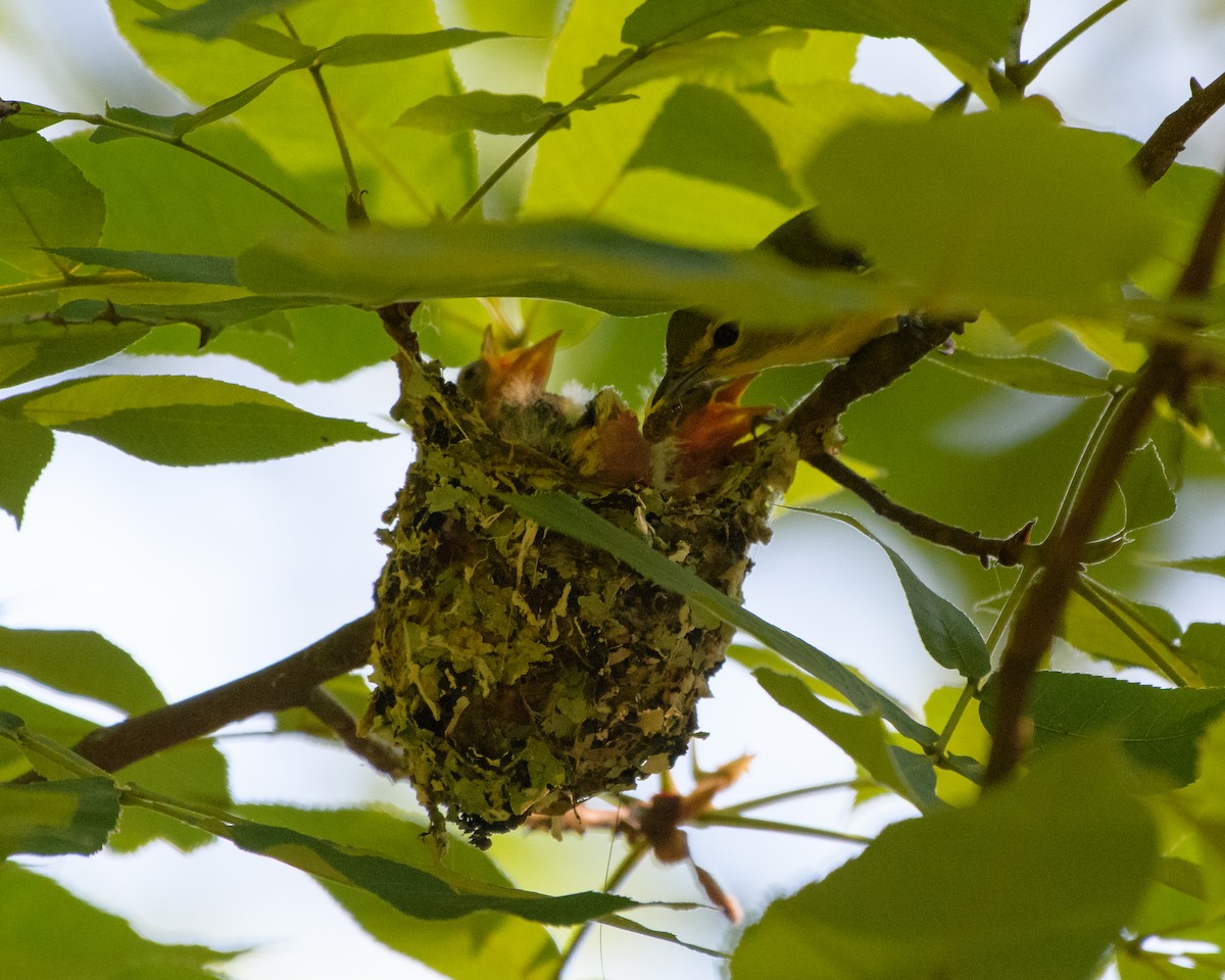 Yellow-throated Vireo - Joseph Campolo