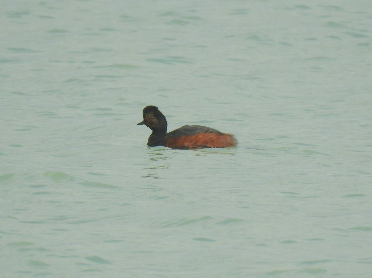 Eared Grebe - ML616723936