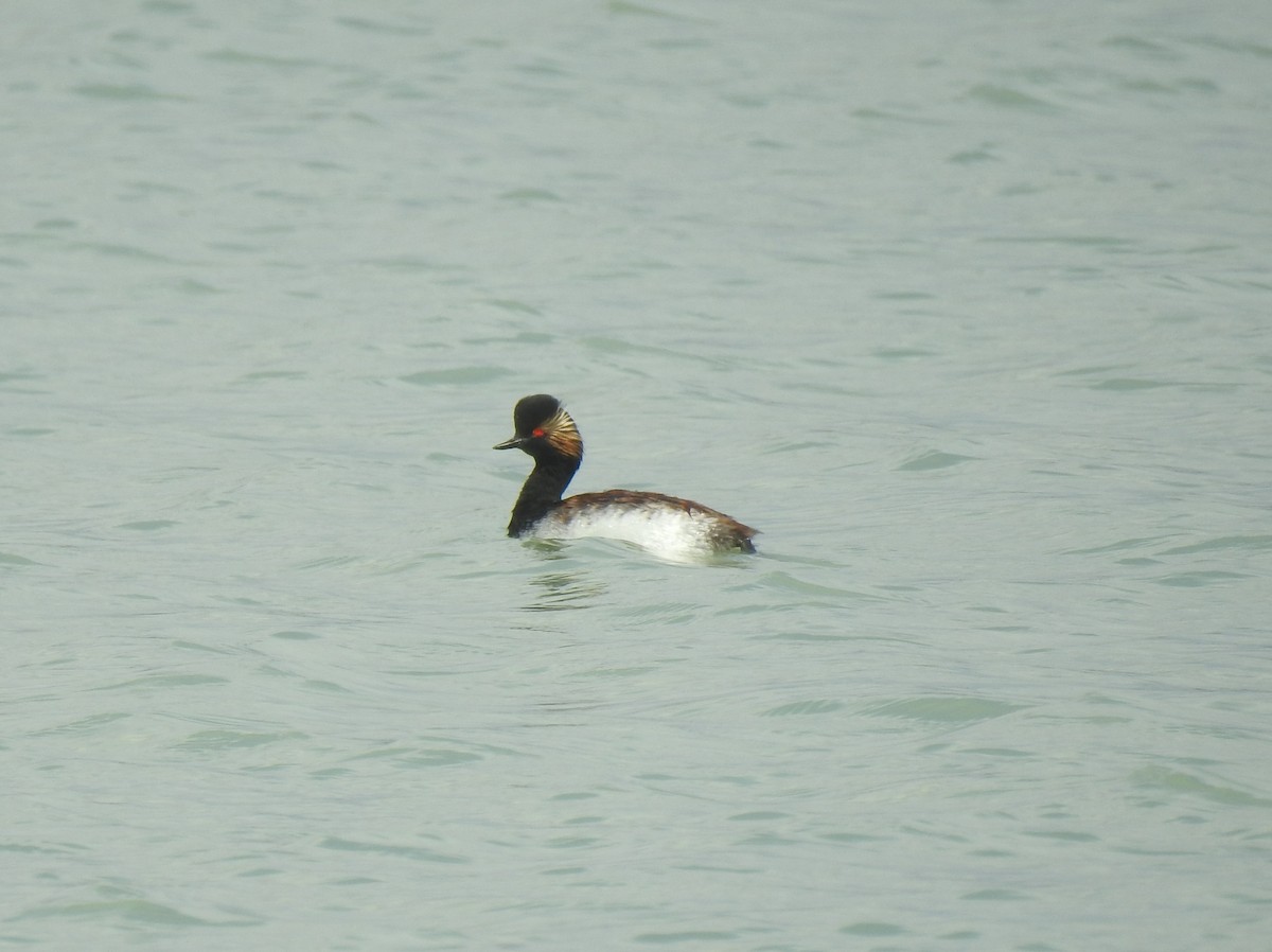 Eared Grebe - ML616723937