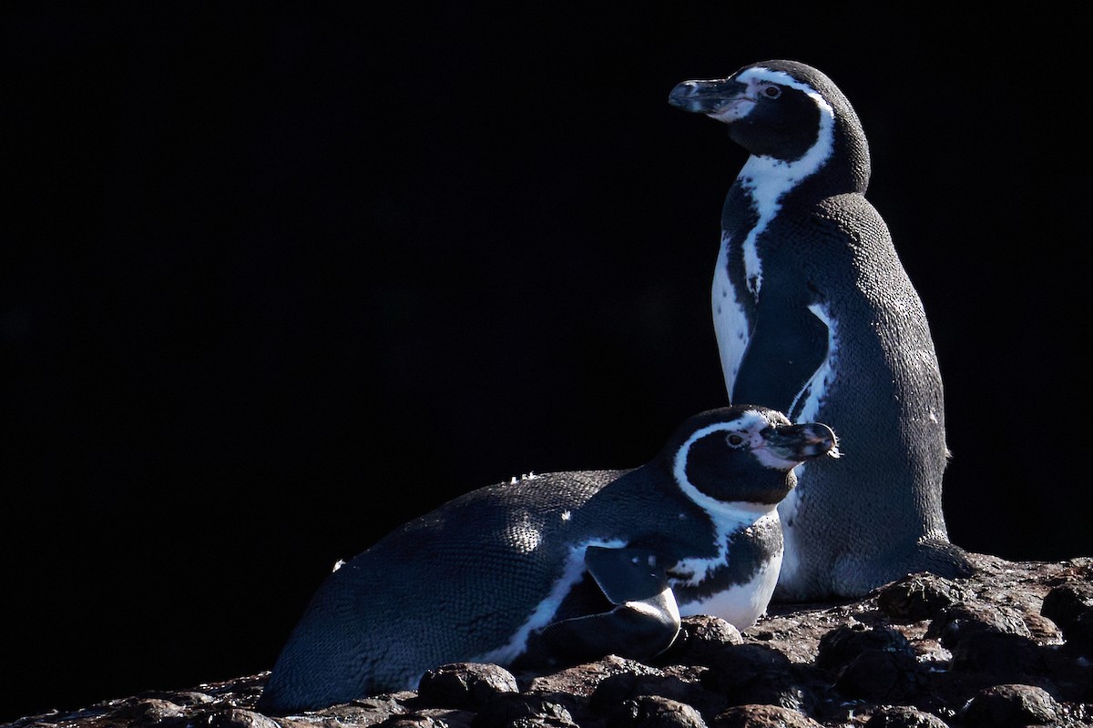 Humboldt Penguin - Javier Prussing