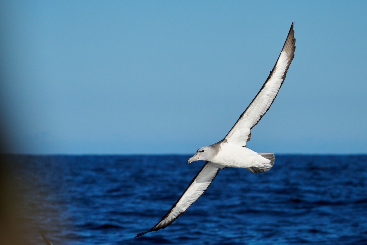albatros snarský - ML616723974