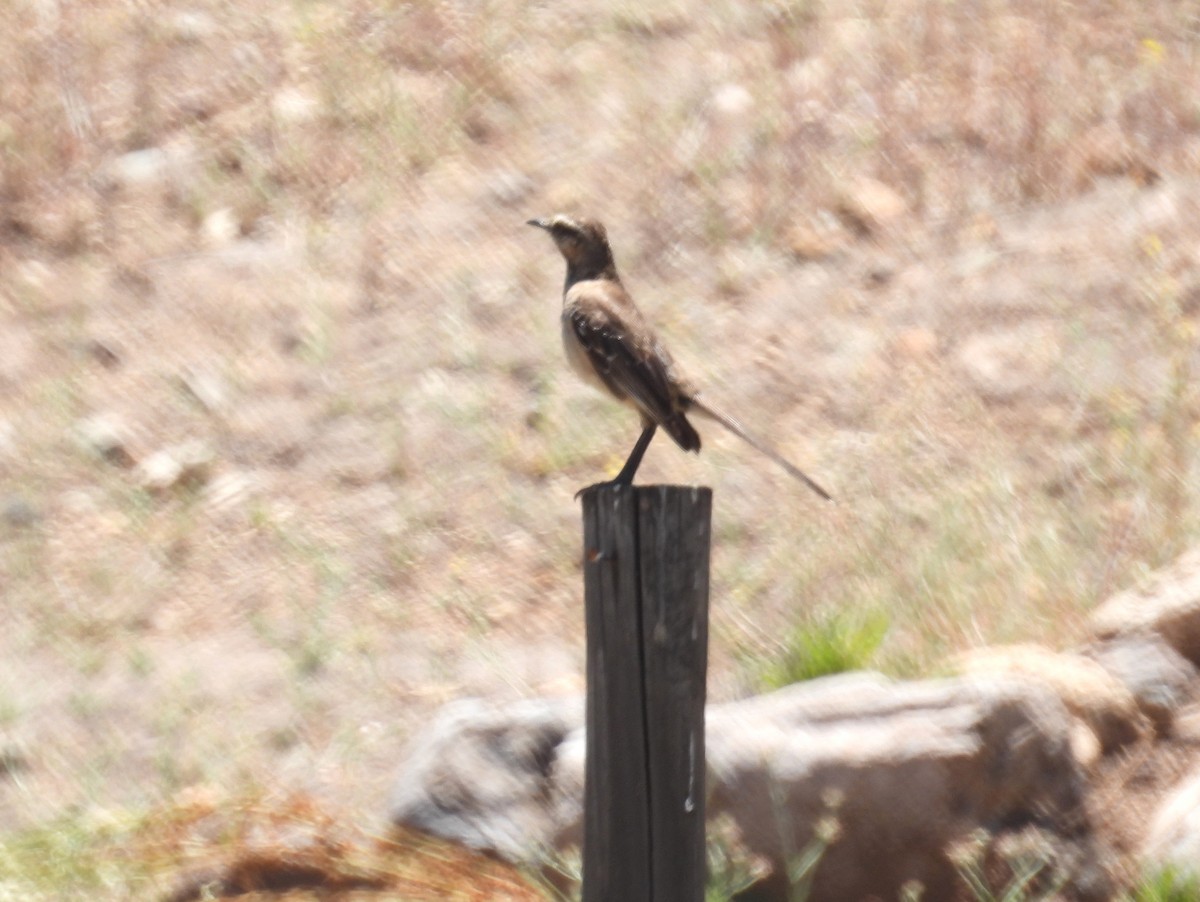 Chilean Mockingbird - bob butler