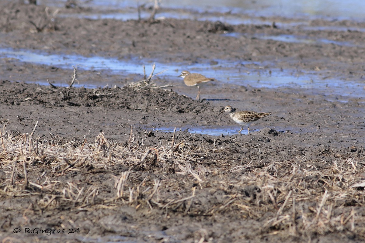 Pectoral Sandpiper - ML616724004