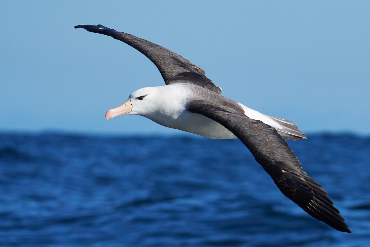 Black-browed Albatross - Javier Prussing