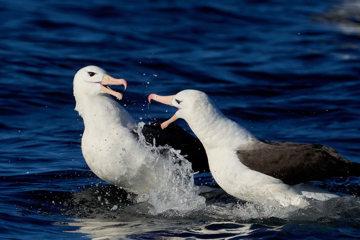 albatros černobrvý - ML616724007