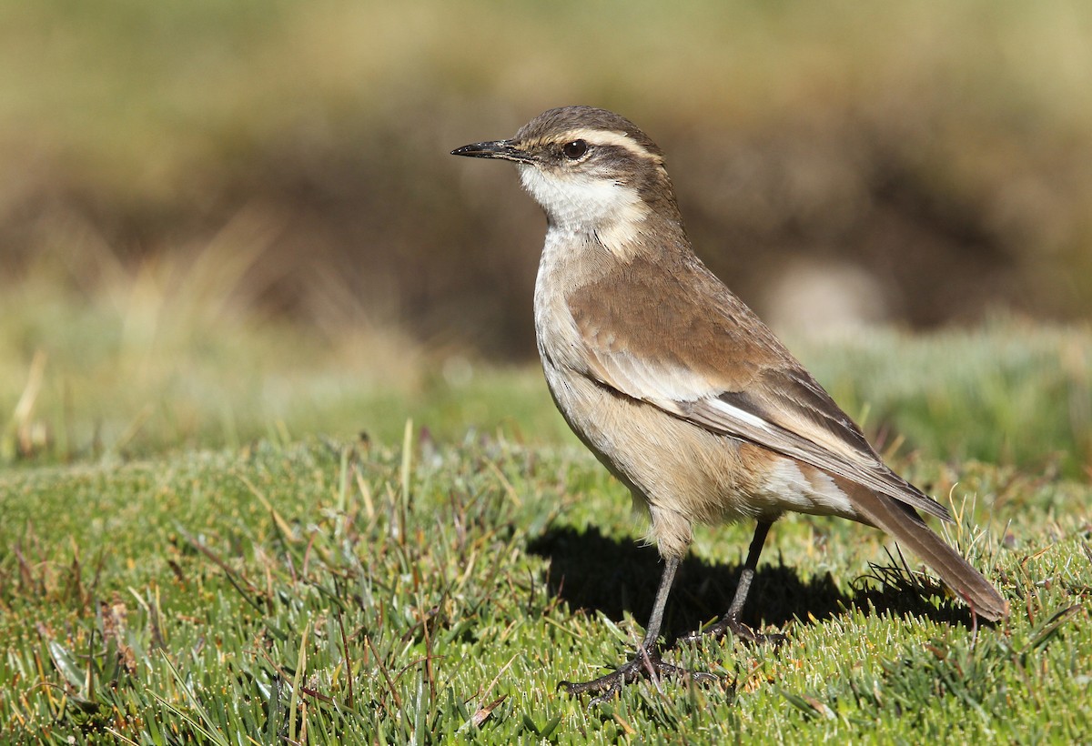 Cream-winged Cinclodes - Luke Seitz