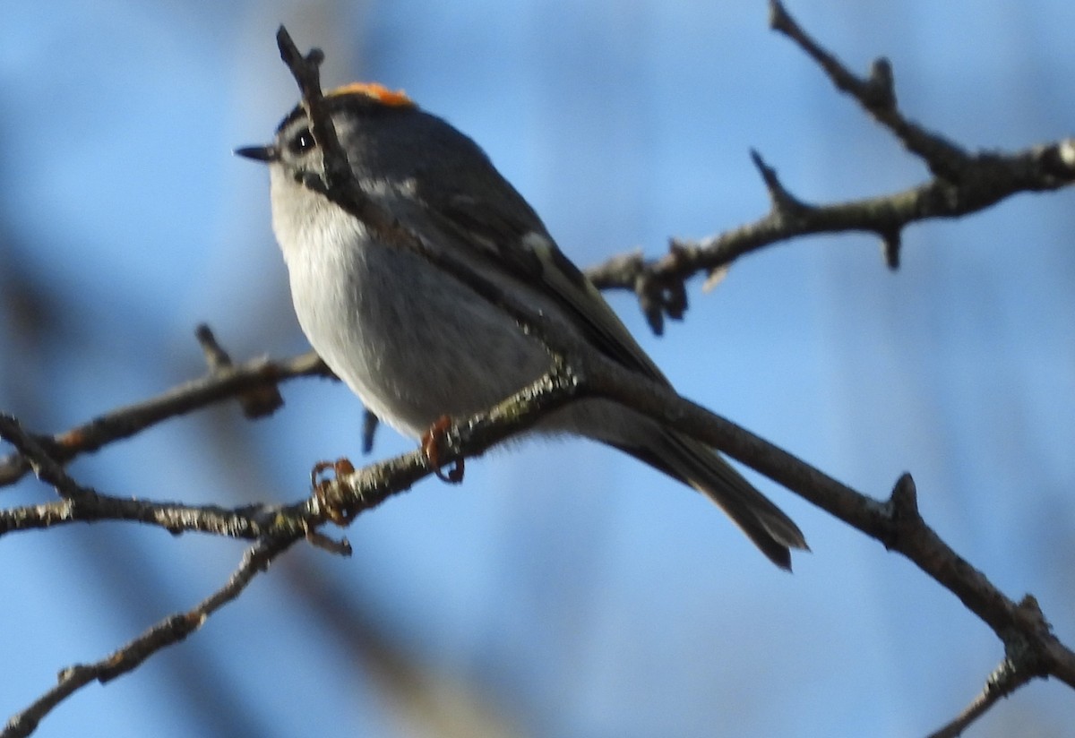 Golden-crowned Kinglet - Brent Daggett