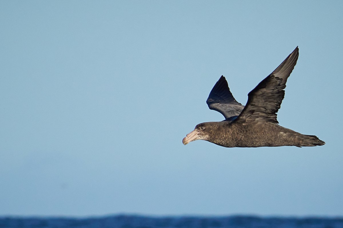 Northern Giant-Petrel - Javier Prussing