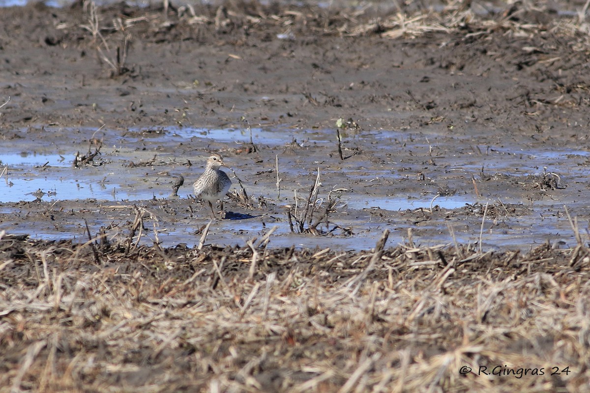 Pectoral Sandpiper - Robin Gingras