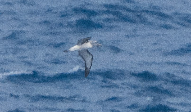 Salvin's Albatross - ML616724058