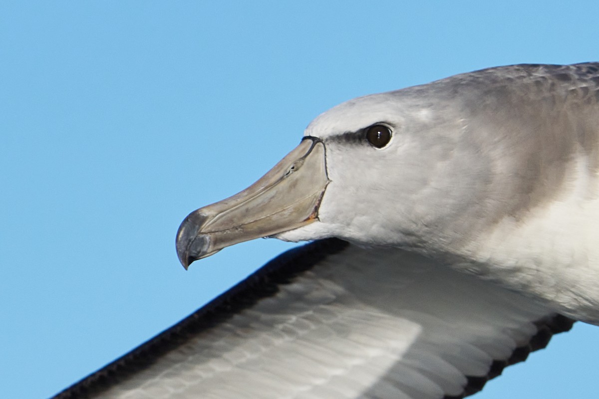 albatros snarský - ML616724071