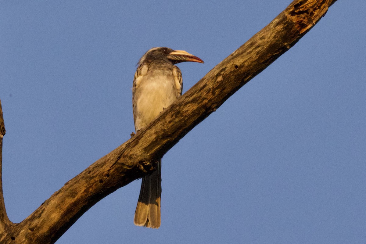 African Gray Hornbill - ML616724072