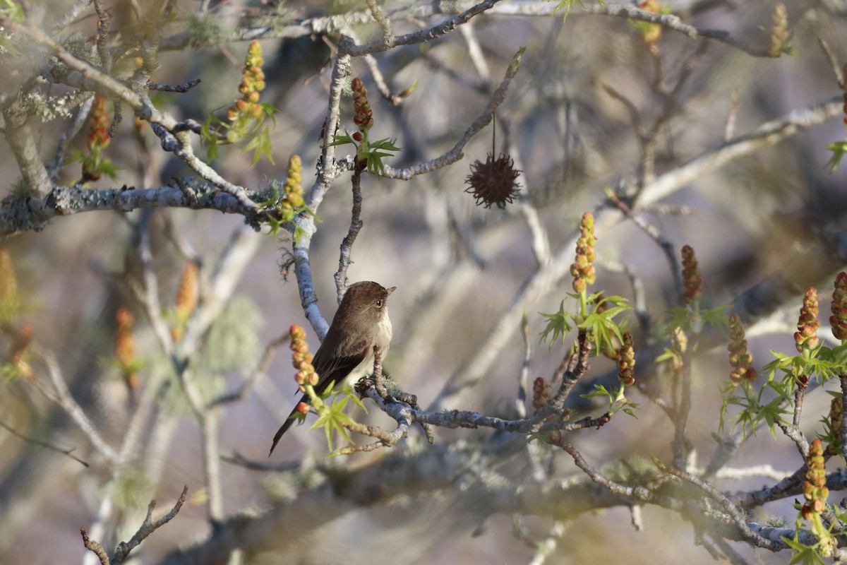 Eastern Phoebe - Christine Weisse