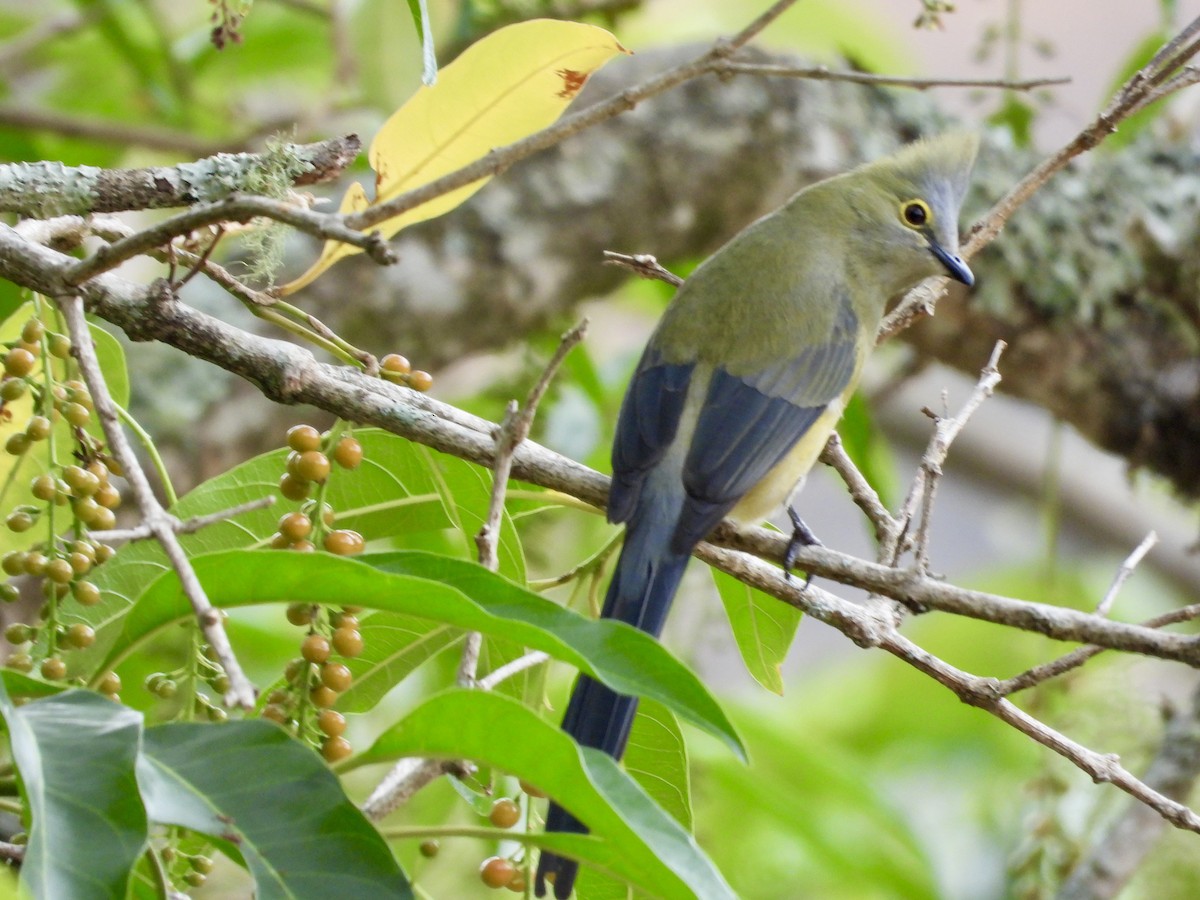 Long-tailed Silky-flycatcher - ML616724122