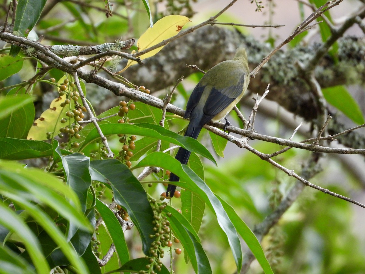 Long-tailed Silky-flycatcher - ML616724123