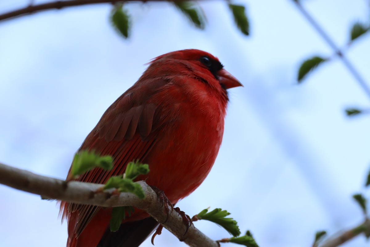 Northern Cardinal - ML616724126