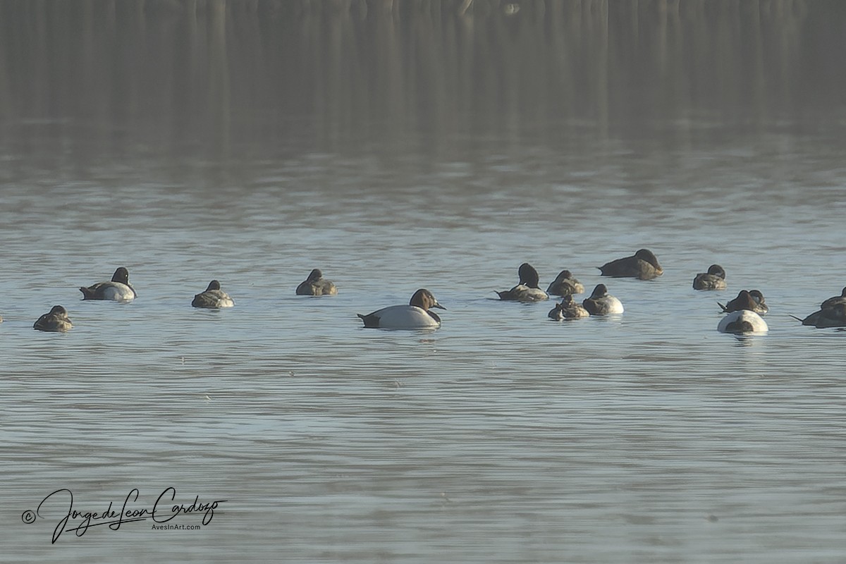 Canvasback - ML616724131