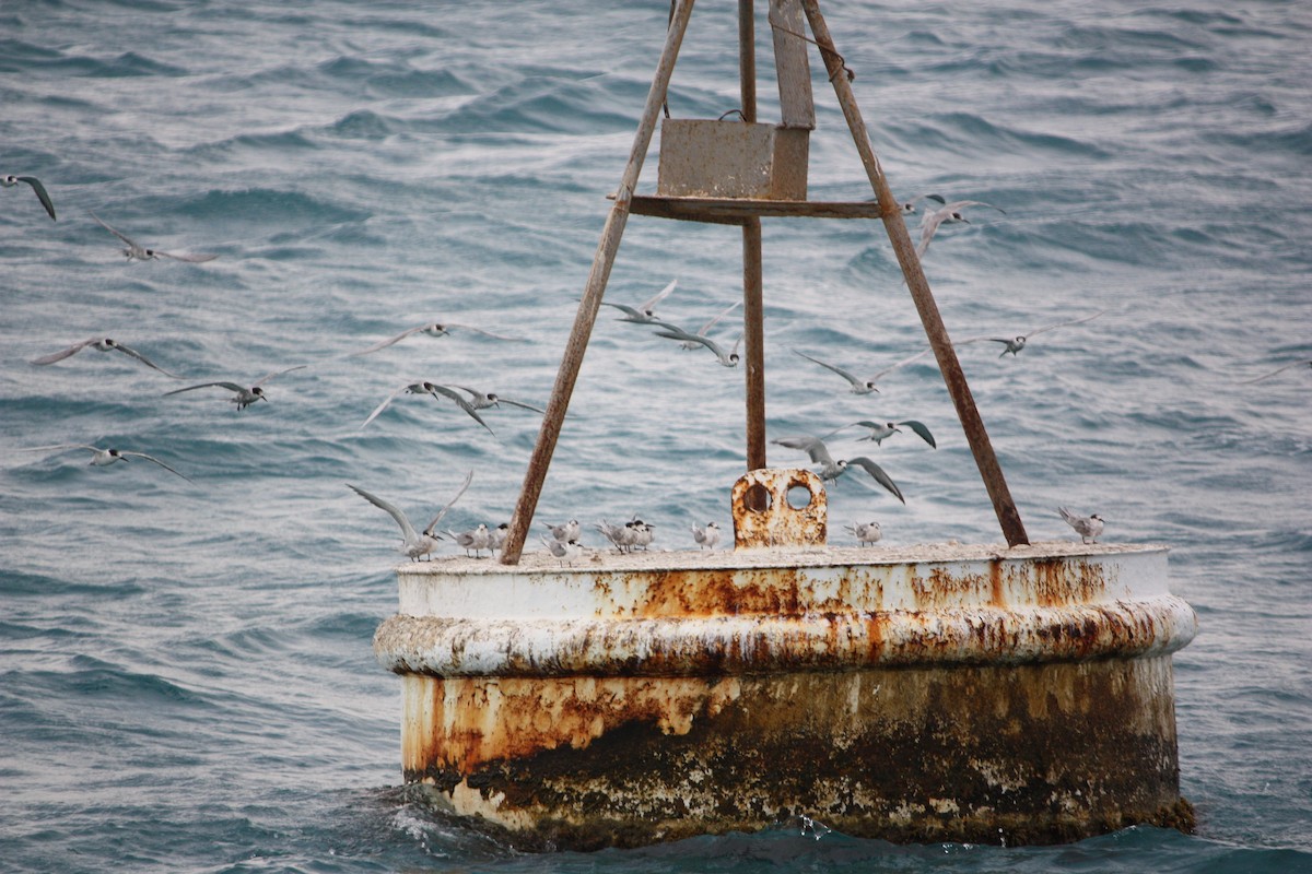 White-cheeked Tern - ML616724133