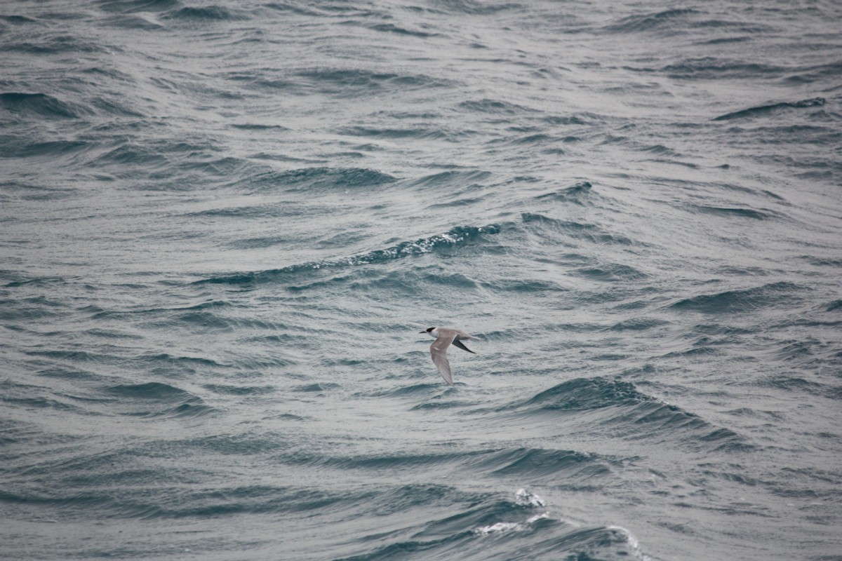 White-cheeked Tern - Mark Baker