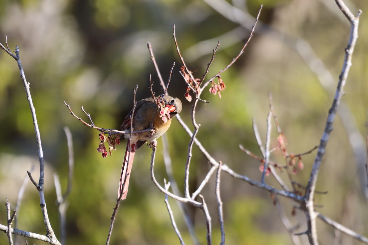 Northern Cardinal - ML616724147