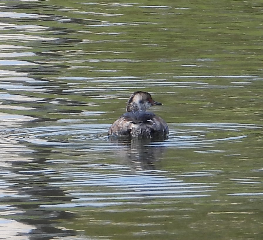 Horned Grebe - ML616724155