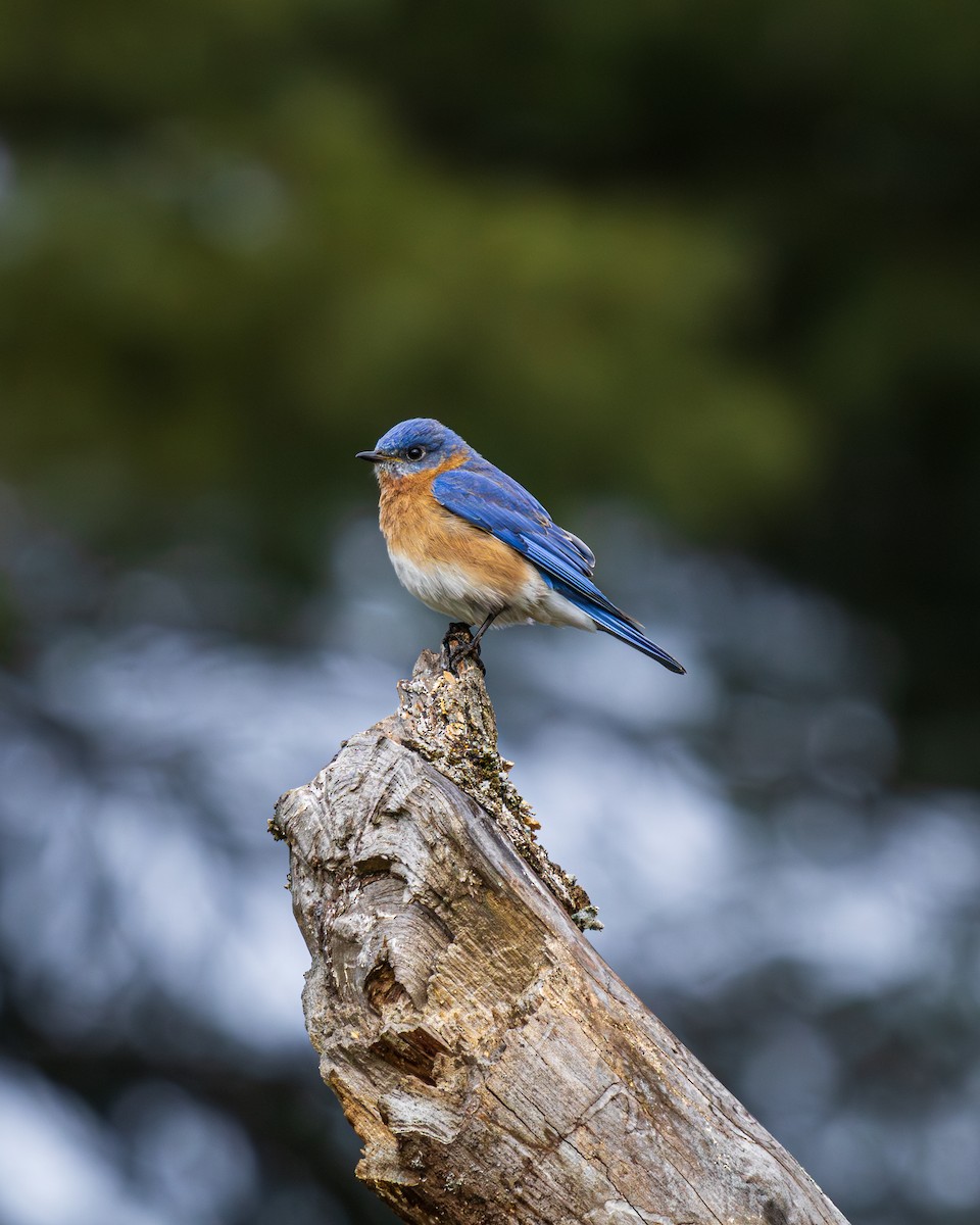 Eastern Bluebird - ML616724156