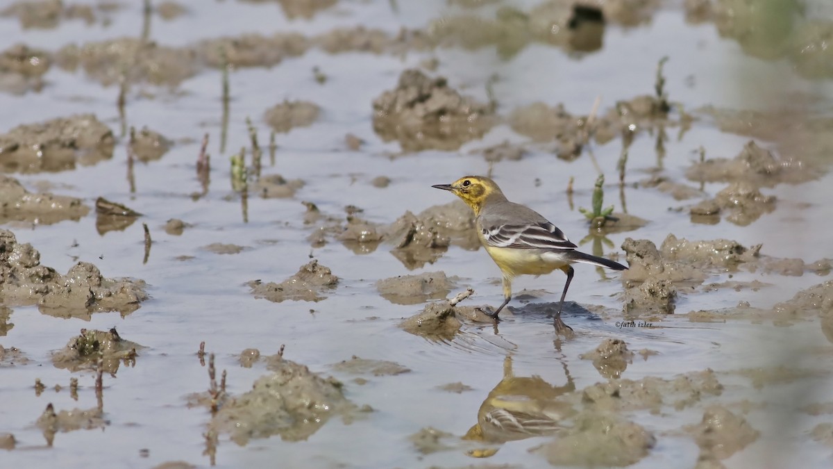 Citrine Wagtail - ML616724216