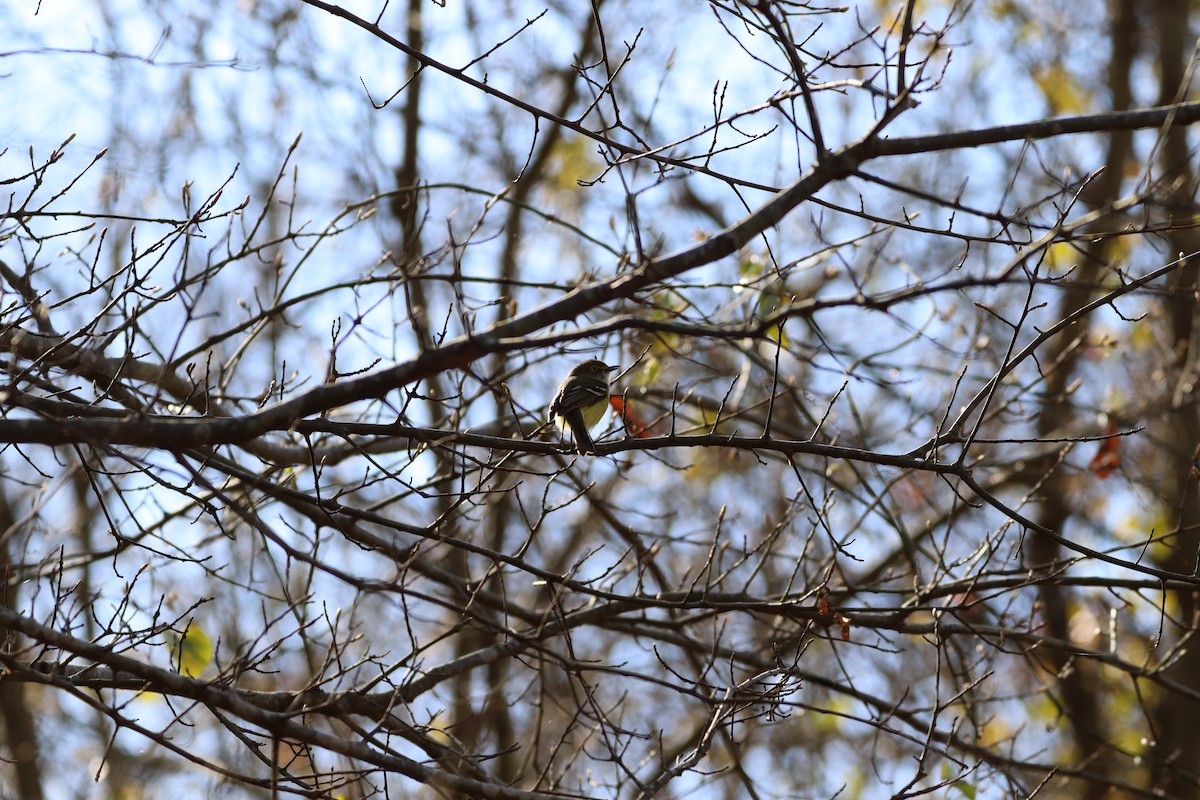 Ak Gözlü Vireo - ML616724222