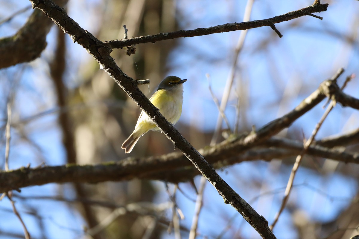 Ak Gözlü Vireo - ML616724229