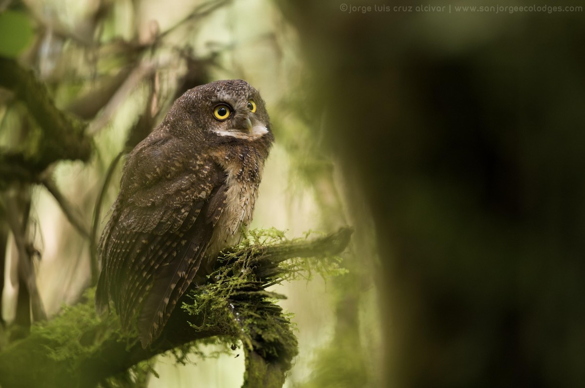 White-throated Screech-Owl - Jorge Luis Cruz Alcivar - Magic Birding Tours