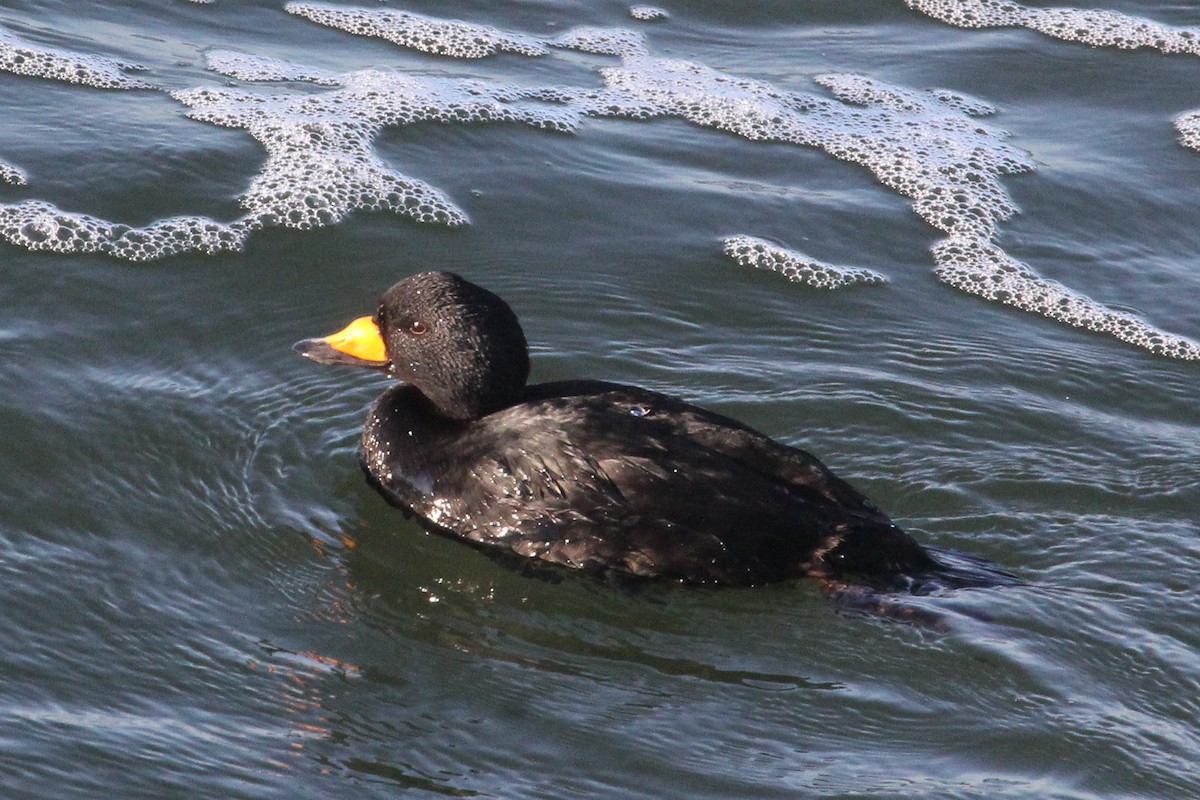 Black Scoter - ML616724311