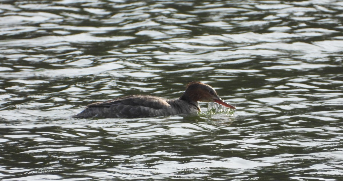 Red-breasted Merganser - Paul and Joan Woodward